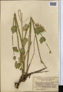 Semenovia dasycarpa (Regel & Schmalh.) Korovin ex Pimenov & V. N. Tikhom., Middle Asia, Western Tian Shan & Karatau (M3) (Kyrgyzstan)