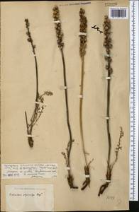 Pedicularis physocalyx Bunge, Middle Asia, Caspian Ustyurt & Northern Aralia (M8) (Kazakhstan)