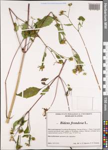 Bidens frondosa L., Siberia, Western Siberia (S1) (Russia)