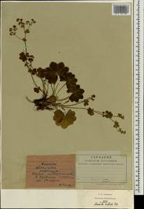 Alchemilla monticola Opiz, Eastern Europe, Central forest region (E5) (Russia)