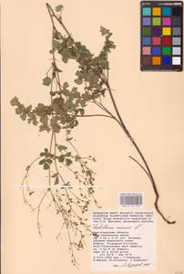 Thalictrum minus L., Eastern Europe, Lower Volga region (E9) (Russia)