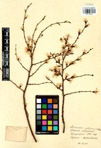 Prunus sibirica L., Siberia, Baikal & Transbaikal region (S4) (Russia)