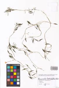 Ranunculus trichophyllus Chaix, Eastern Europe, Moscow region (E4a) (Russia)