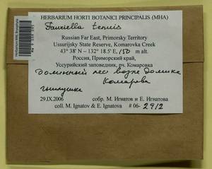 Fauriella tenuis (Mitt.) Cardot, Bryophytes, Bryophytes - Russian Far East (excl. Chukotka & Kamchatka) (B20) (Russia)