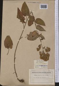 Symphyotrichum cordifolium (L.) G. L. Nesom, America (AMER) (United States)