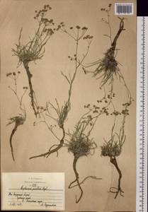 Bupleurum pusillum Krylov, Siberia, Altai & Sayany Mountains (S2) (Russia)