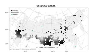 Veronica incana L., Atlas of the Russian Flora (FLORUS) (Russia)