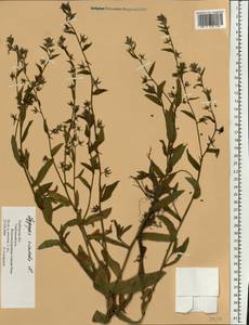 Lycopsis arvensis subsp. orientalis (L.) Kuzn., Eastern Europe, Central forest-and-steppe region (E6) (Russia)