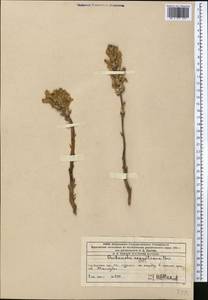 Phelipanche aegyptiaca (Pers.) Pomel, Middle Asia, Western Tian Shan & Karatau (M3) (Kazakhstan)