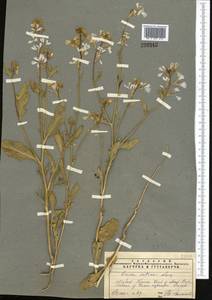 Eruca vesicaria subsp. sativa (Mill.) Thell., Middle Asia, Muyunkumy, Balkhash & Betpak-Dala (M9) (Kazakhstan)