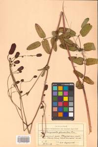 Sanguisorba officinalis L., Siberia, Russian Far East (S6) (Russia)