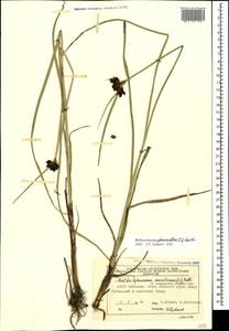 Bolboschoenus glaucus (Lam.) S.G.Sm., Caucasus, Azerbaijan (K6) (Azerbaijan)