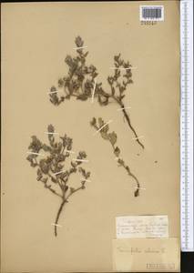 Heliotropium sibiricum (L.) J.I.M.Melo, Middle Asia, Muyunkumy, Balkhash & Betpak-Dala (M9) (Kazakhstan)