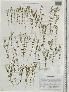 Centaurium pulchellum (Sw.) Druce, Siberia, Russian Far East (S6) (Russia)