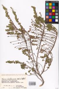 MHA 0 156 848, Thymus bashkiriensis Klokov & Des.-Shost., Middle Asia, Caspian Ustyurt & Northern Aralia (M8) (Kazakhstan)