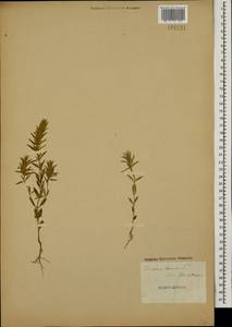 Ziziphora tenuior L., Caucasus, Azerbaijan (K6) (Azerbaijan)