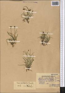 Carex pseudofoetida Kük., Middle Asia, Pamir & Pamiro-Alai (M2) (Tajikistan)