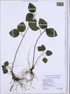 Lamium galeobdolon subsp. argentatum (Smejkal) J.Duvign., Western Europe (EUR) (Germany)
