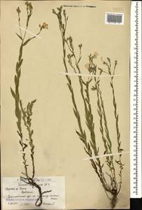 Linum nervosum Waldst. & Kit., Caucasus, Armenia (K5) (Armenia)