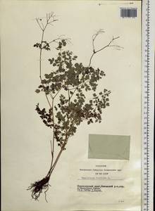 Thalictrum foetidum L., Siberia, Central Siberia (S3) (Russia)