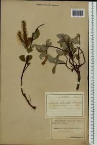 Salix hastata L., Eastern Europe, Northern region (E1) (Russia)