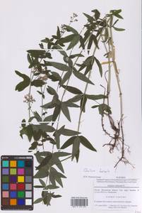 Galium boreale L., Eastern Europe, Moscow region (E4a) (Russia)