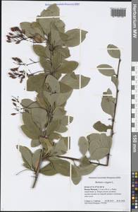 Berberis vulgaris L., Eastern Europe, Moscow region (E4a) (Russia)