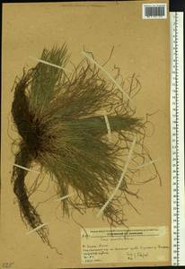 Carex callitrichos var. nana (H.Lév. & Vaniot) S.Yun Liang, L.K.Dai & Y.C.Tang, Siberia, Russian Far East (S6) (Russia)
