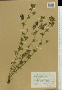 Medicago sativa L., Eastern Europe, North-Western region (E2) (Russia)