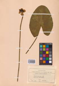 Nuphar lutea (L.) Sm., Eastern Europe, Northern region (E1) (Russia)