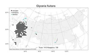 Glyceria fluitans (L.) R.Br., Atlas of the Russian Flora (FLORUS) (Russia)