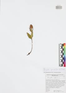 Prunella grandiflora (L.) Scholler, Eastern Europe, Central region (E4) (Russia)