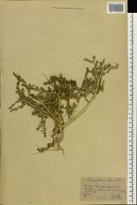 Amaranthus albus L., Eastern Europe, Rostov Oblast (E12a) (Russia)