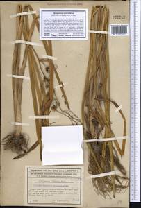 Sparganium stoloniferum (Buch.-Ham. ex Graebn.) Buch.-Ham. ex Juz., Middle Asia, Syr-Darian deserts & Kyzylkum (M7) (Kazakhstan)