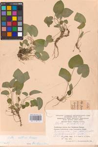 Viola collina Besser, Eastern Europe, Eastern region (E10) (Russia)