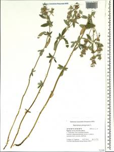 Marrubium peregrinum L., Crimea (KRYM) (Russia)