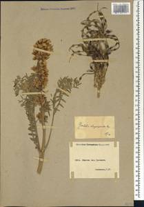 Sophora alopecuroides L., Caucasus, Armenia (K5) (Armenia)