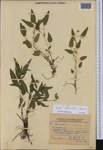 Viola stagnina Kit., Eastern Europe, Lower Volga region (E9) (Russia)