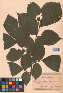 Ulmus glabra Huds., Eastern Europe, Middle Volga region (E8) (Russia)