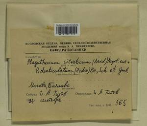 Plagiothecium denticulatum (Hedw.) Schimp., Bryophytes, Bryophytes - Moscow City & Moscow Oblast (B6a) (Russia)