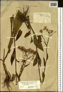 Aster tataricus L. fil., Siberia, Russian Far East (S6) (Russia)