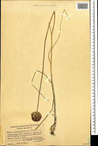 Allium fuscoviolaceum Fomin, Caucasus, Georgia (K4) (Georgia)