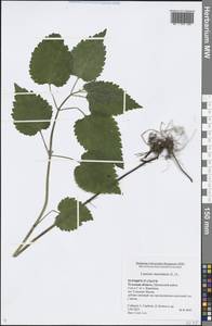 Lamium maculatum (L.) L., Eastern Europe, Central region (E4) (Russia)