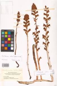 Orobanche alba Steph. ex Willd., Eastern Europe, Lower Volga region (E9) (Russia)