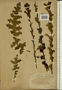 Pedicularis sceptrum-carolinum L., Eastern Europe, Central forest-and-steppe region (E6) (Russia)