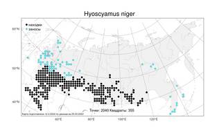 Hyoscyamus niger L., Atlas of the Russian Flora (FLORUS) (Russia)