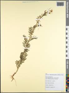 Descurainia sophia (L.) Webb ex Prantl, Caucasus, Krasnodar Krai & Adygea (K1a) (Russia)