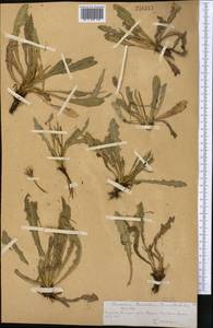 Taraxacum bessarabicum (Hornem.) Hand.-Mazz., Middle Asia, Northern & Central Tian Shan (M4) (Kazakhstan)