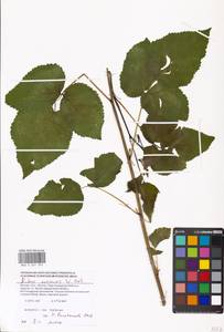 Rubus nessensis Hall, Eastern Europe, Moscow region (E4a) (Russia)