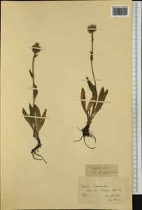 Hieracium dasytrichum subsp. capnoides (Nägeli & Peter) Zahn, Western Europe (EUR)